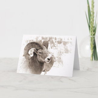 Carte Mouton BigHorn