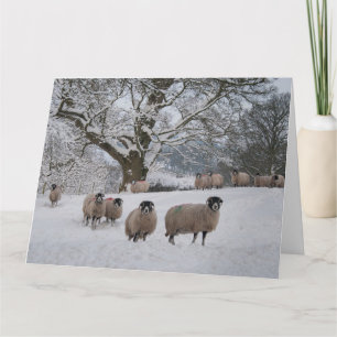Carte Mouton dans la neige