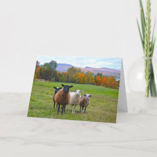 Carte Moutons du Vermont de joyeux anniversaire en