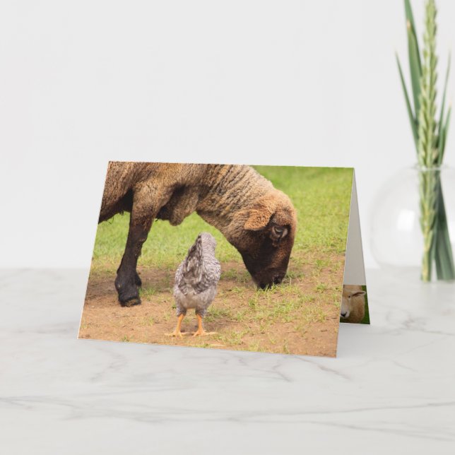 Carte Moutons Et Poulets Chers Amis Anniversaire (Devant)