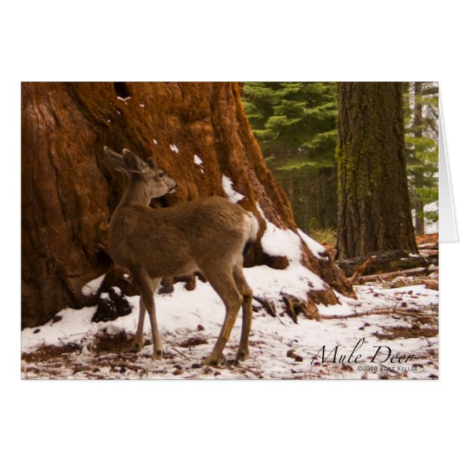 Carte Mule Deer (Devant Horizontal)