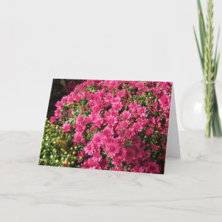Carte Mums Rose Foncé