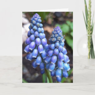 Carte Muscari Armeniacum, Hyacinthe aux raisins avec Rai