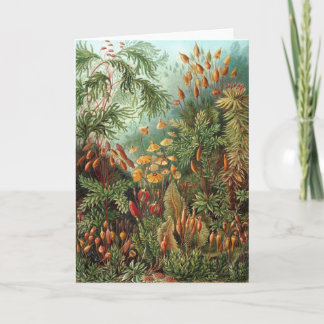 Carte Muscinae vintage, plantes de mousse par Ernst Haec