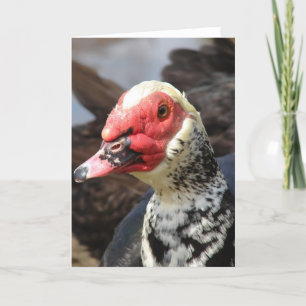 Carte Muscovy Drake