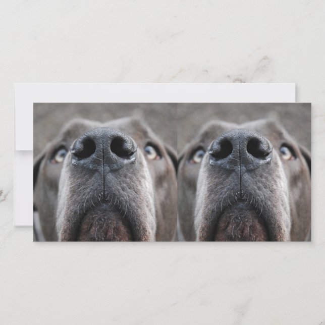 Carte Museau de Dogue (Devant)