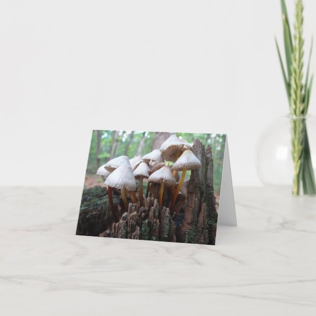 Carte Mushrooms on Old Stump Notecard (Devant)