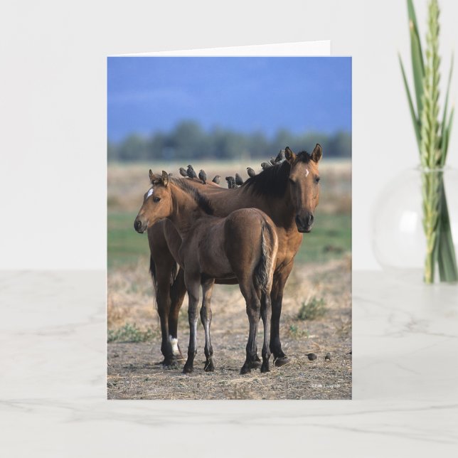 Carte Mustang Mare et poulain debout avec les oiseaux (Devant)