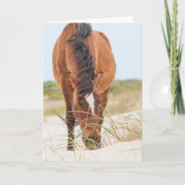 Carte Mustangs sauvages ou chevaux banquiers (Devant)
