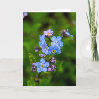 Carte Myosotis des marais sous la pluie