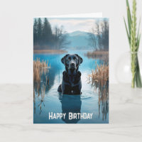 Naissance de Black Labrador Retriever