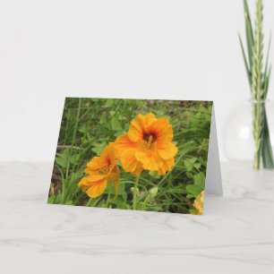 Carte Nasturtium