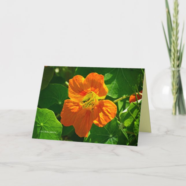 Carte Nasturtium en orange (Devant)