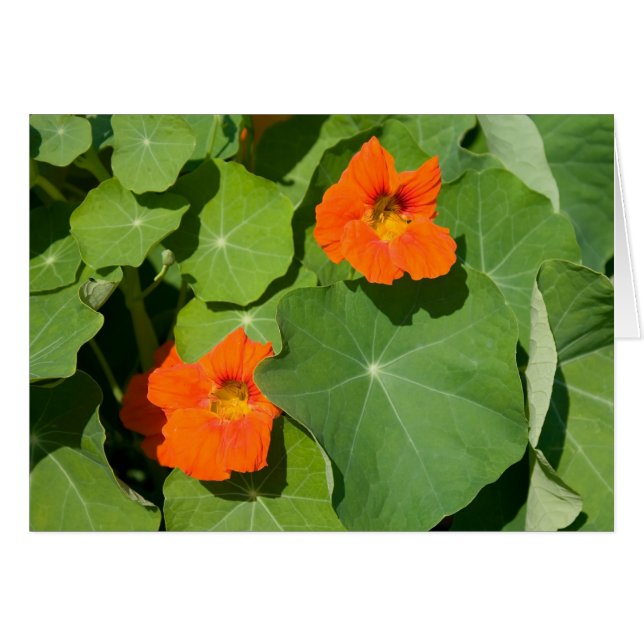 Carte Nasturtium orange (Devant horizontal)