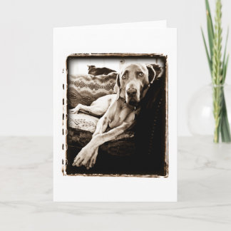 Carte Nation de Weimaraner : La "chaise de Ballou "