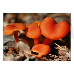 Carte Nature des champignons orange
