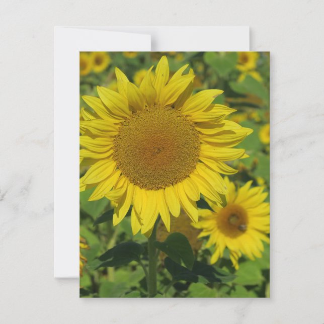 Carte nature, fleur, été, tournesol, fleur, fleur, flora (Devant)