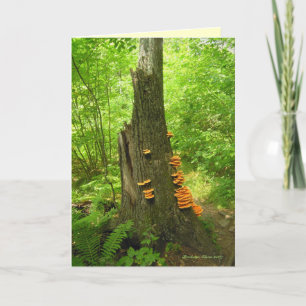 Carte Nature's Art : Beartown State Forest - Citation à
