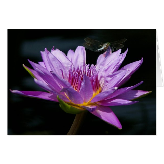Carte Nénuphar et dragonfly violet Lotus (Devant horizontal)