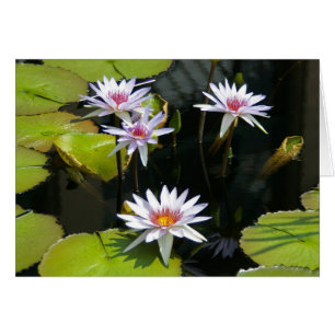 Carte Nénuphar Lotus blanche