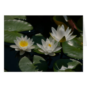Carte Nénuphar Lotus blanche