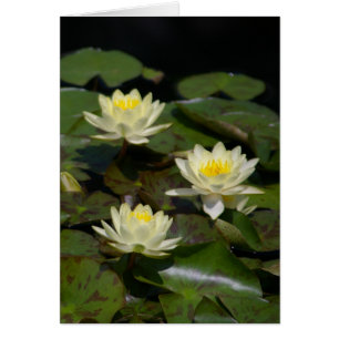 Carte Nénuphar Lotus blanche