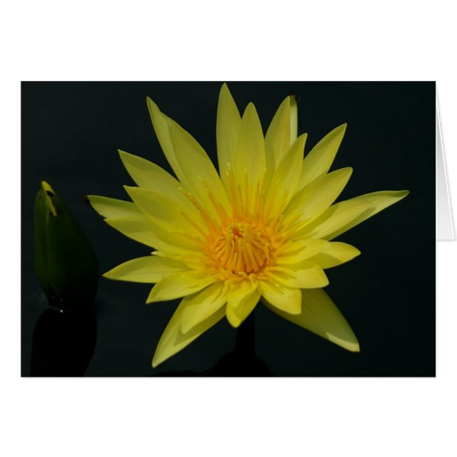 Carte Nénuphar Lotus Jaune (Devant horizontal)