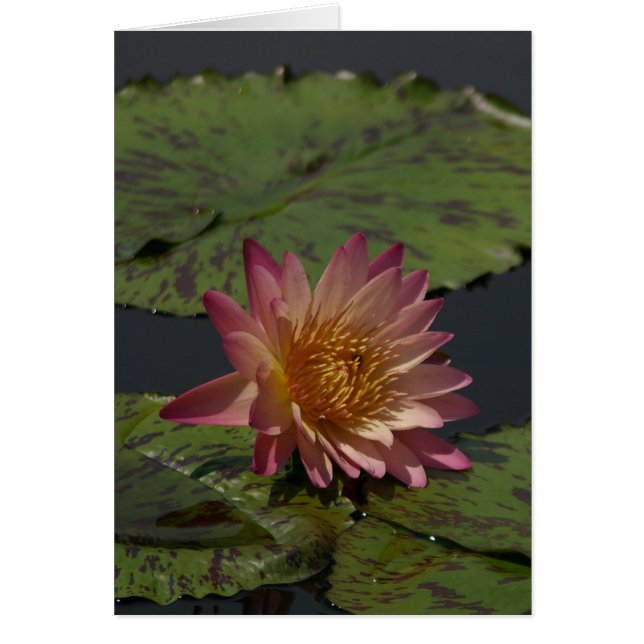 Carte Nénuphar Lotus Rose (Devant)