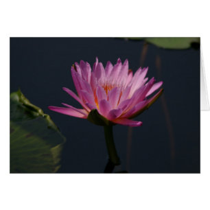 Carte Nénuphar Lotus violet
