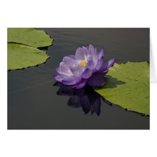 Carte Nénuphar Lotus violet