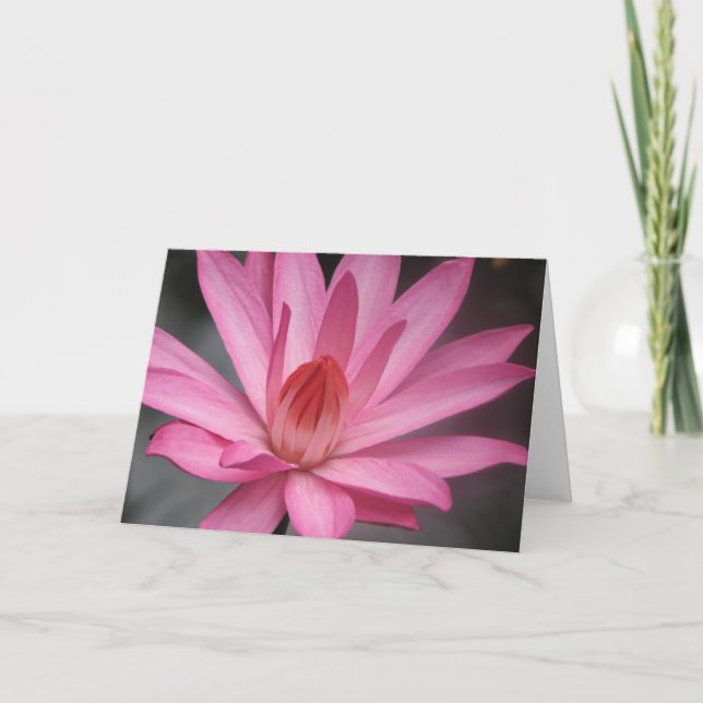 Carte Nénuphar rose (Devant)