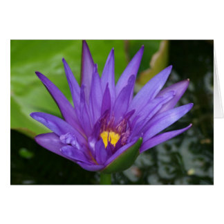Carte Nénuphar violet