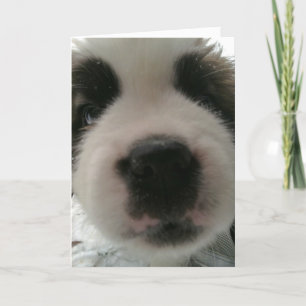 Carte Nez de chiot drôle