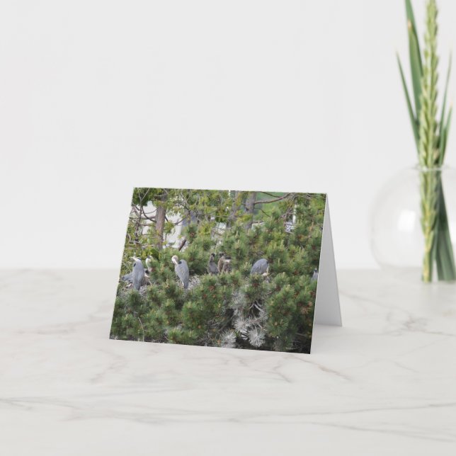 Carte Nidification des grands hérons bleus (Devant)