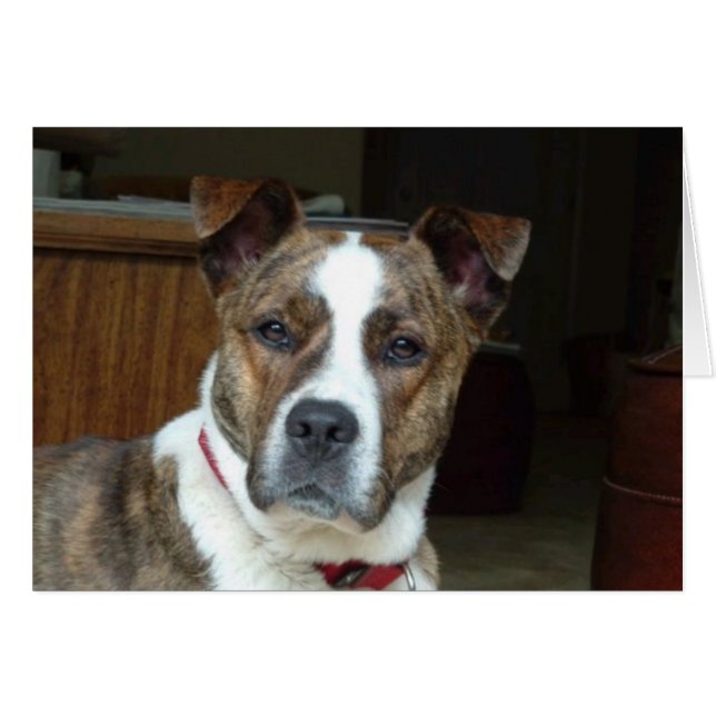 Carte : Noble Chien (Devant horizontal)