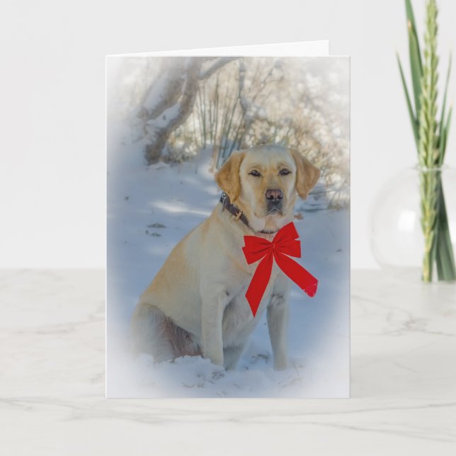 Carte Noël au Labrador (Devant)