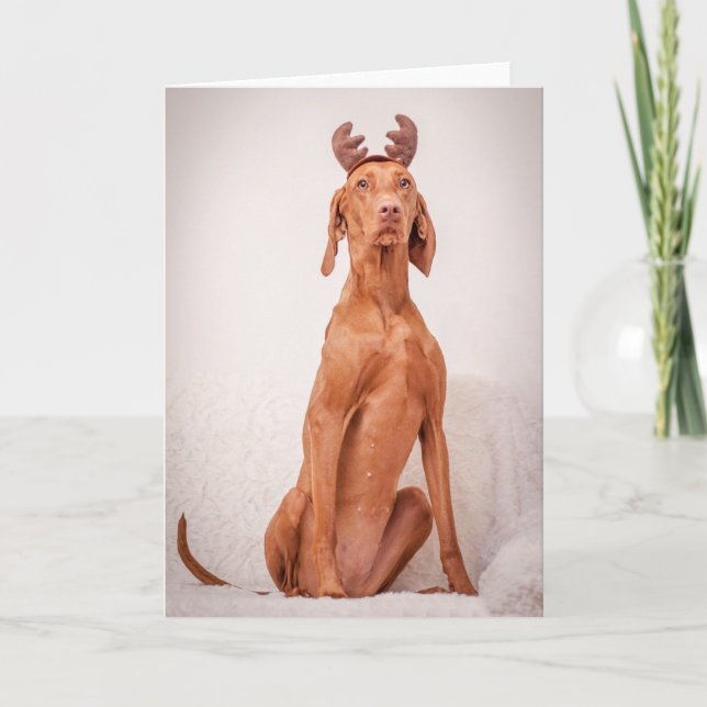 Carte Noël / Carte Noël "Magyar Vizsla" (Devant)