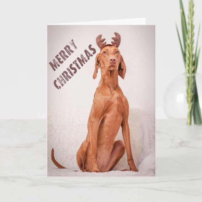 Carte Noël / Carte Noël "Magyar Vizsla" (Devant)