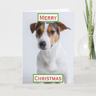 Carte Noël Meilleur Chien Papa Jamais Pet Photo