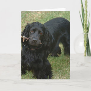 Carte noir anglais cocker spaniel plein 2