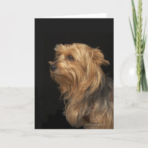 Carte Noir et brun Yorkie profil gauche sur noir