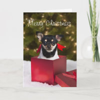Carte Noire Chihuahua Christmas