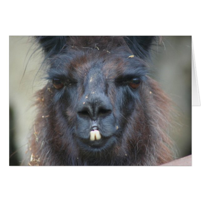 Carte noire de photographie d'animal de ferme de (Devant Horizontal)