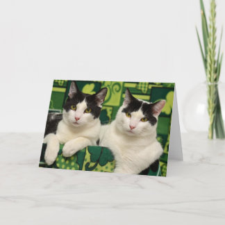 Carte noire et blanche de délivrance de chat de