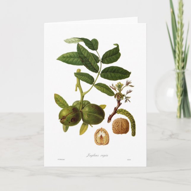 Carte Noix (juglans regia) (Devant)