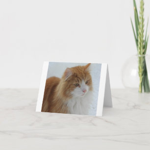 Carte Norwegian_Forest_Cat