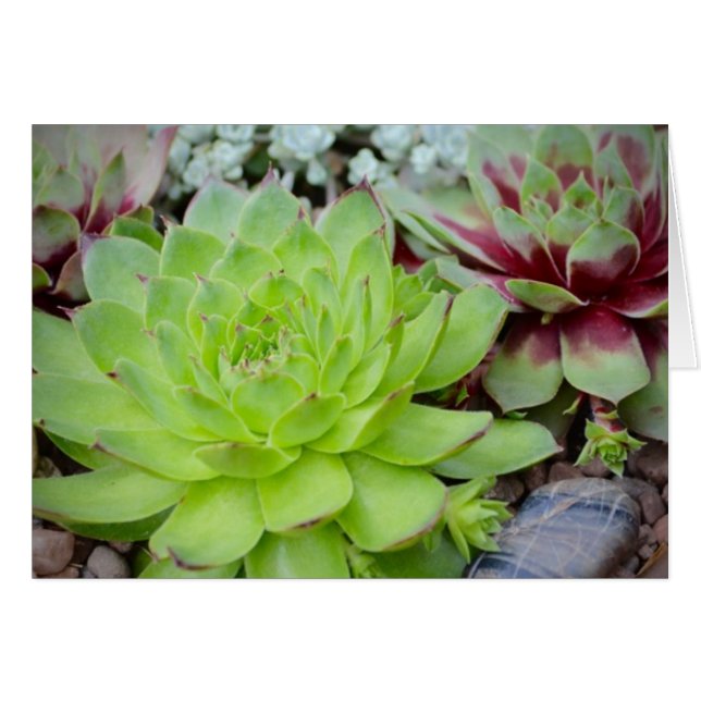 Carte Note Succulente (Devant Horizontal)