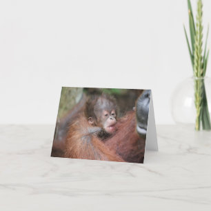 Carte Nouveau bébé Orangoutan, Fils d'Akmad
