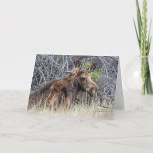Carte Nouveau-né orignal caressant sa mère