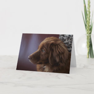 Carte Nova Scotia Duck Tolling Retriever